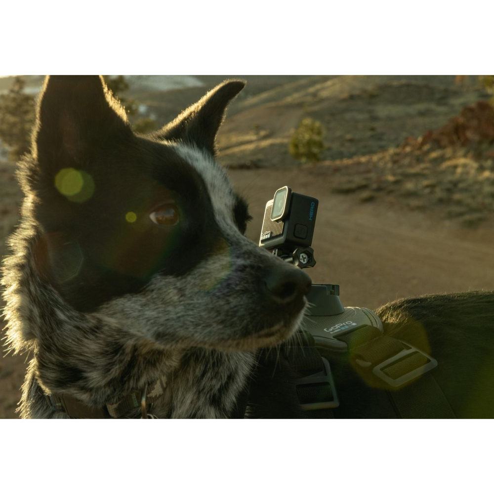 alAsil GoPro HERO action camera mounted on a dog harness during an outdoor sunset hike